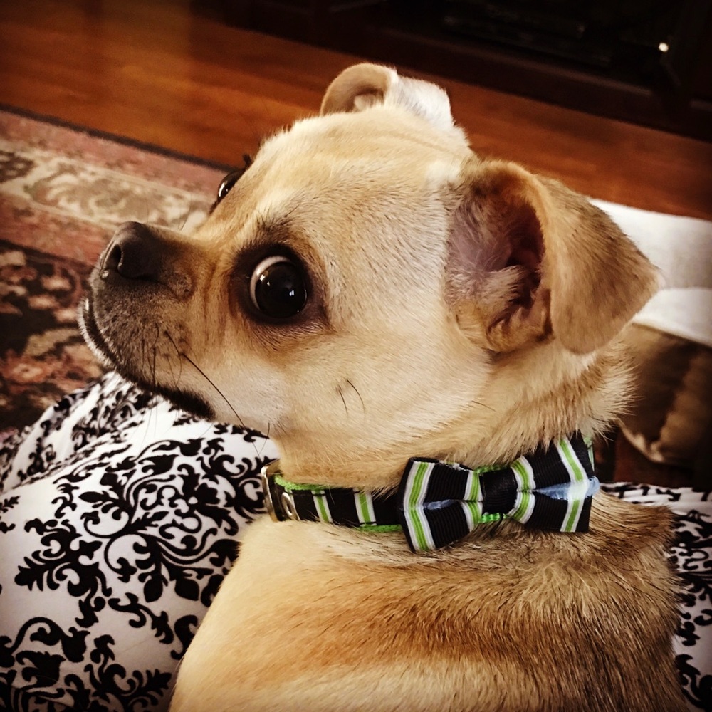 Meet your Posher, Kelly